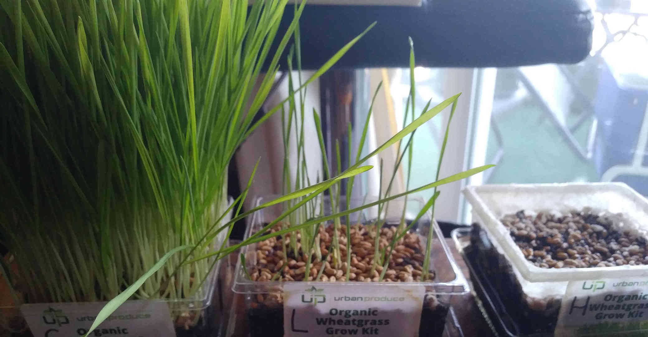 Lots of grass in the unsalted tub, sparse grass in the lightly salted tub