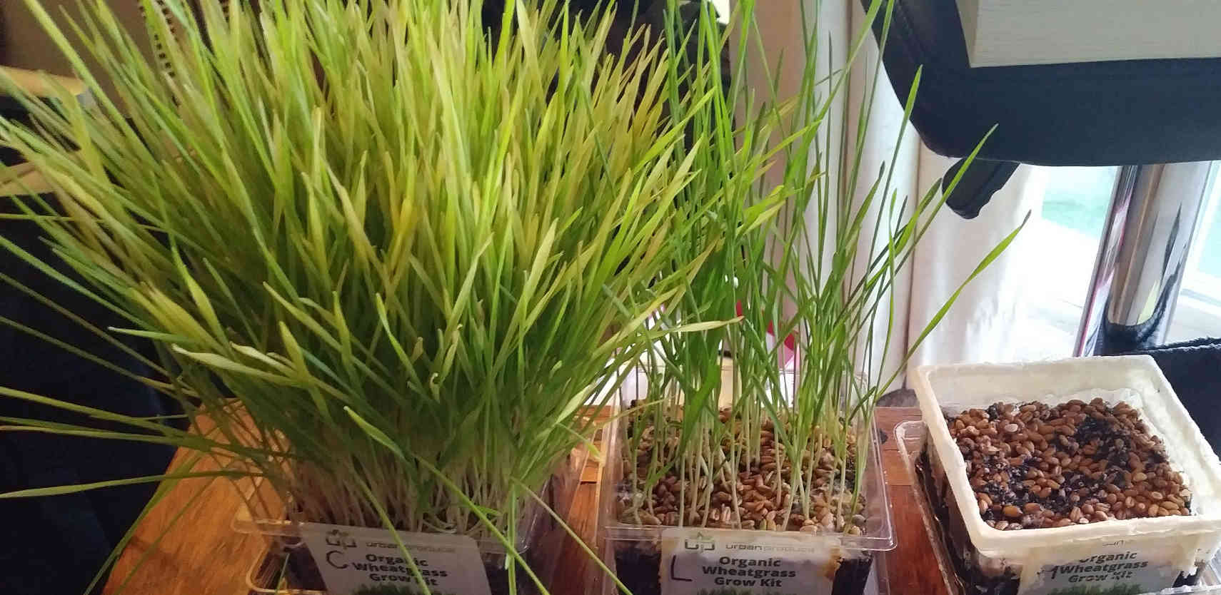 Bushy control beside sparse lightly-salted tub