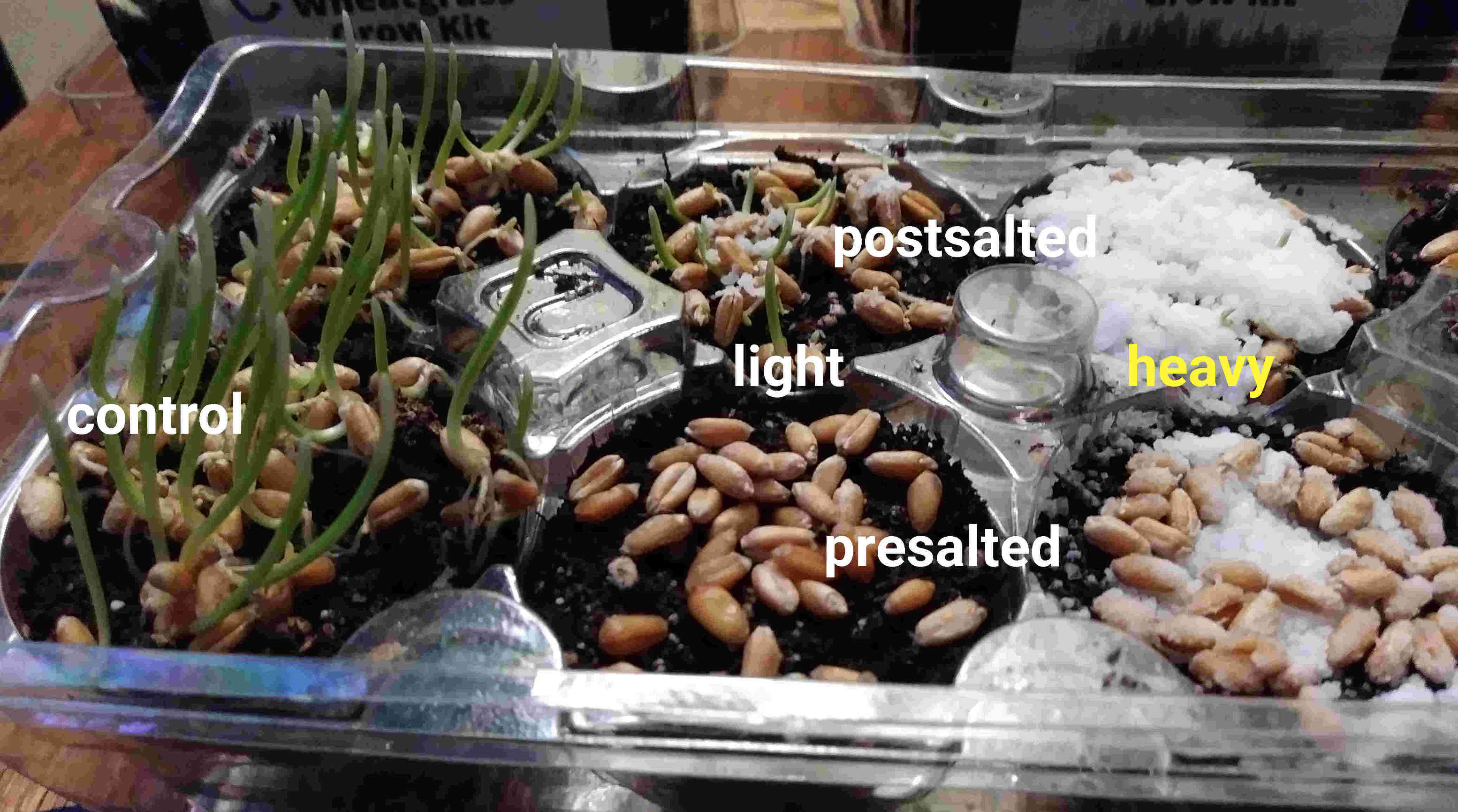 Control grew about an inch. Of the salted, only postsalted sprouted at all.