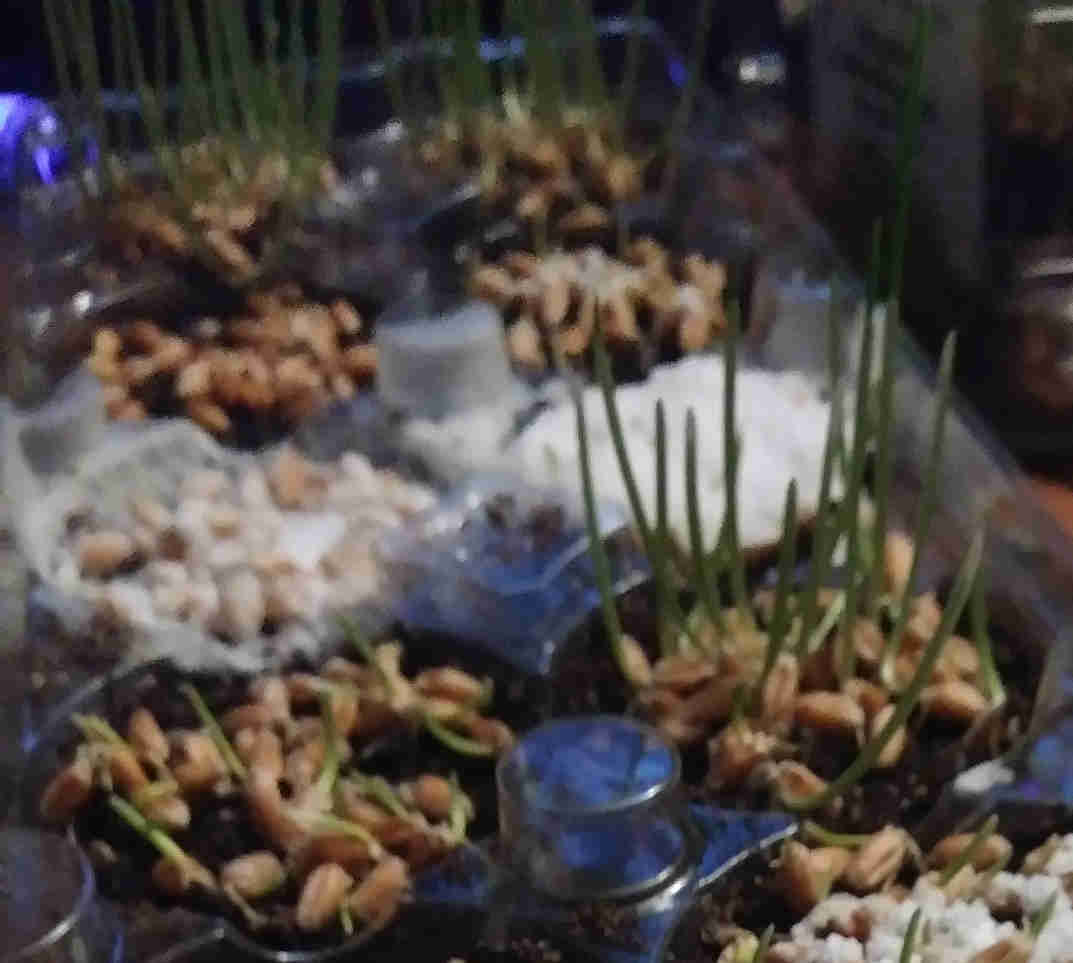 Nearest cups, particularly on the left are unsalted, but grass is much shorter than control in background